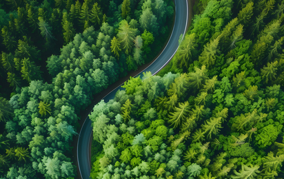 © https://www.freepik.com/ Forest and street